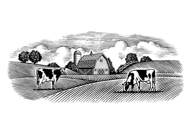 dairy cows